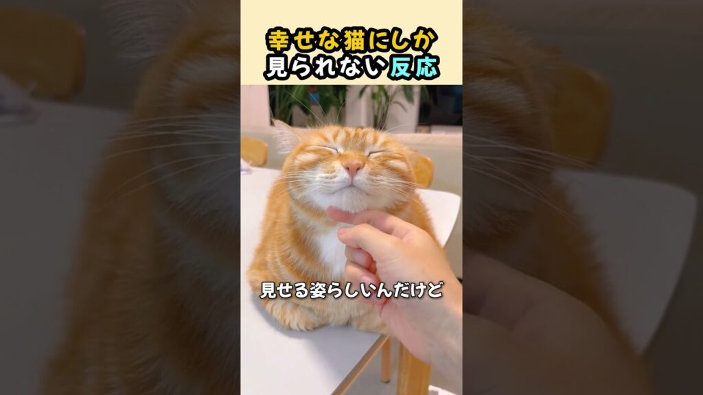 幸せな猫にしか見られない反応