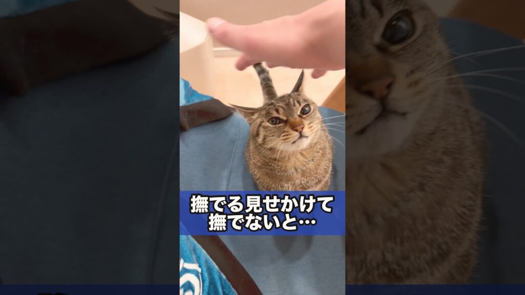 ﾅﾃﾞﾅﾃﾞｼﾃ-🐾Pet me!#猫 #cat #子ネコ #kitten #かわいい #癒し