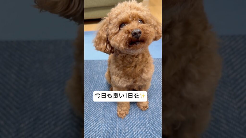 【トイプー💚】おはロイ🐶✨️#トイプードル #shorts #癒し #癒し動画 #犬のいる暮らし #愛犬