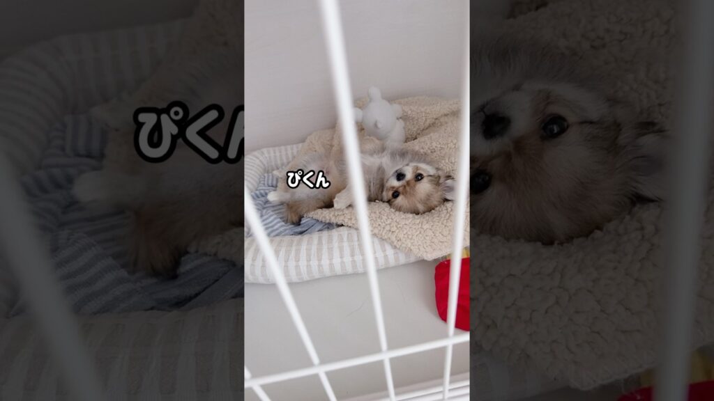 かわいすぎる小熊ちゃん🐻❤チワワ2ヶ月パピー #癒し #puppy #love