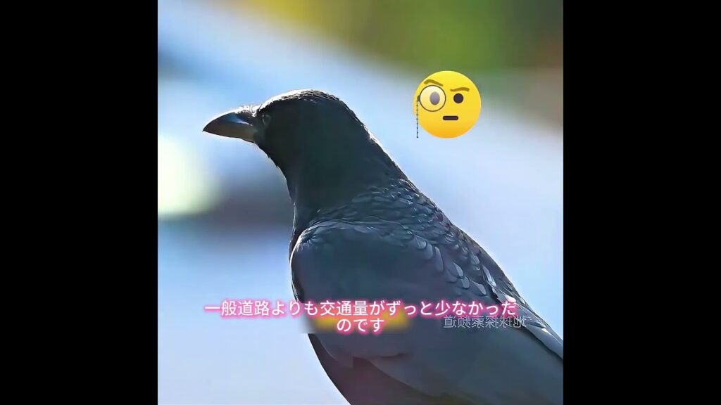 こんなに賢い鳥は童話の世界でしか見たことがない