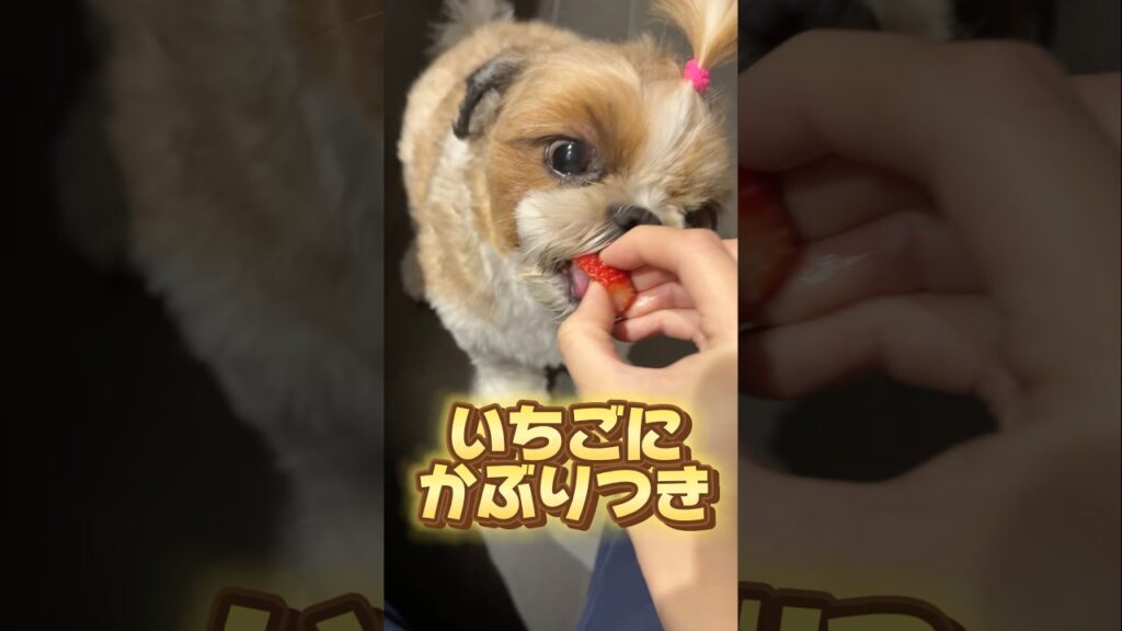 大好きないちごにかぶりつき　#dog #癒し #shihtzu #fyp #シーズー #犬のいる暮らし
