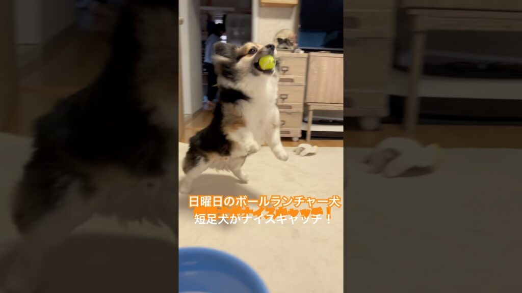 日曜日のボールランチャー犬　短足犬がナイスキャッチ！ #癒し #犬 #かわいい #shorts