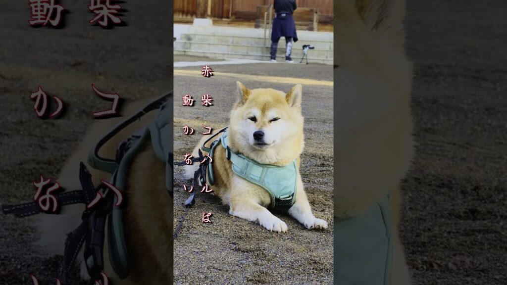 赤柴コハルは動かない #201 #shorts #柴犬 #かわいい #癒し