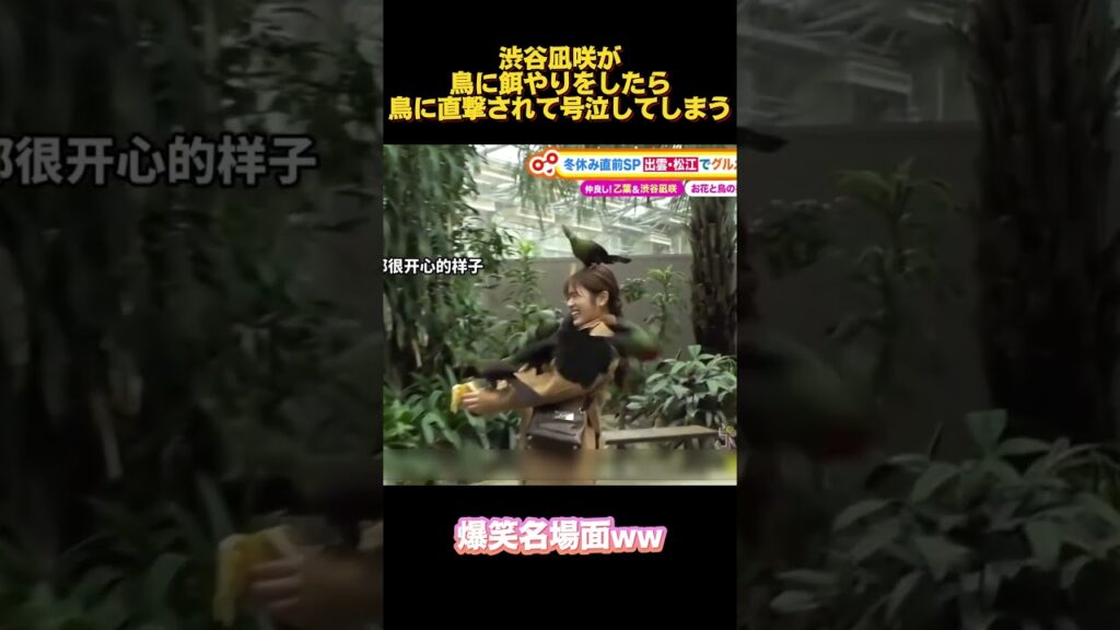 渋谷凪咲が鳥に餌やりをしたら鳥に直撃されて号泣してしまう#面白い  #お笑い  #ネタ #爆笑 #癒し #funny