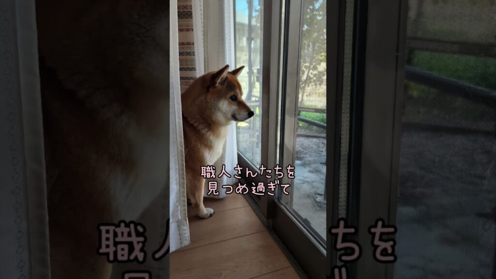 2年前に自宅を工事した時のまとめ動画です🙂 #癒し #柴犬 #工事 #職人