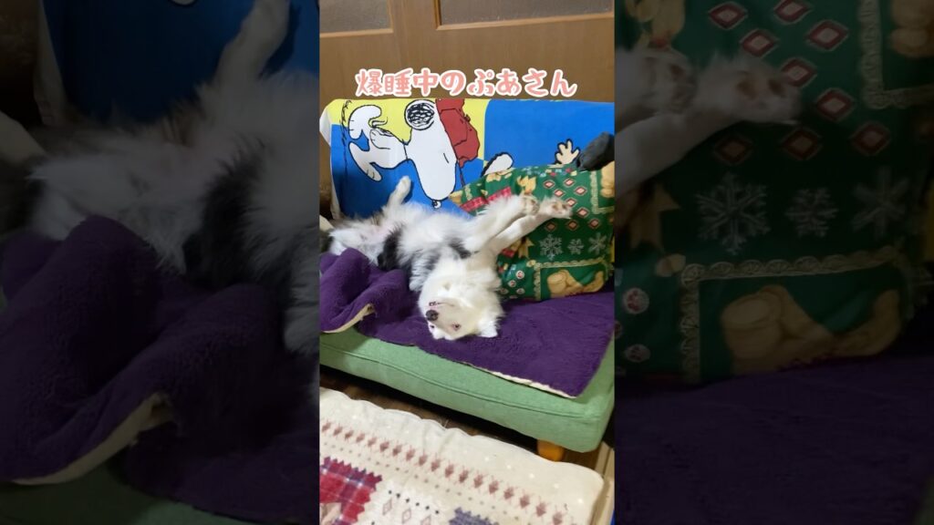 【保護犬ぷあ】無防備なぷあちゃん #ブルーマール #ボーダーコリー #癒し #保護犬 #保護犬引き取り #可愛い
