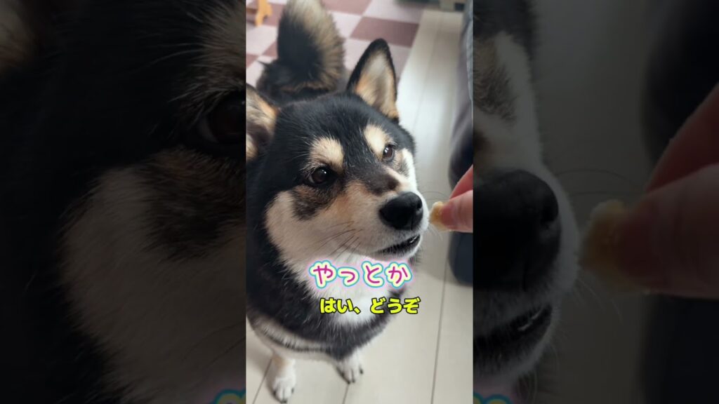 はよ‼️ちょーだいなっ #dog #柴犬 #shibainu #癒し #shorts