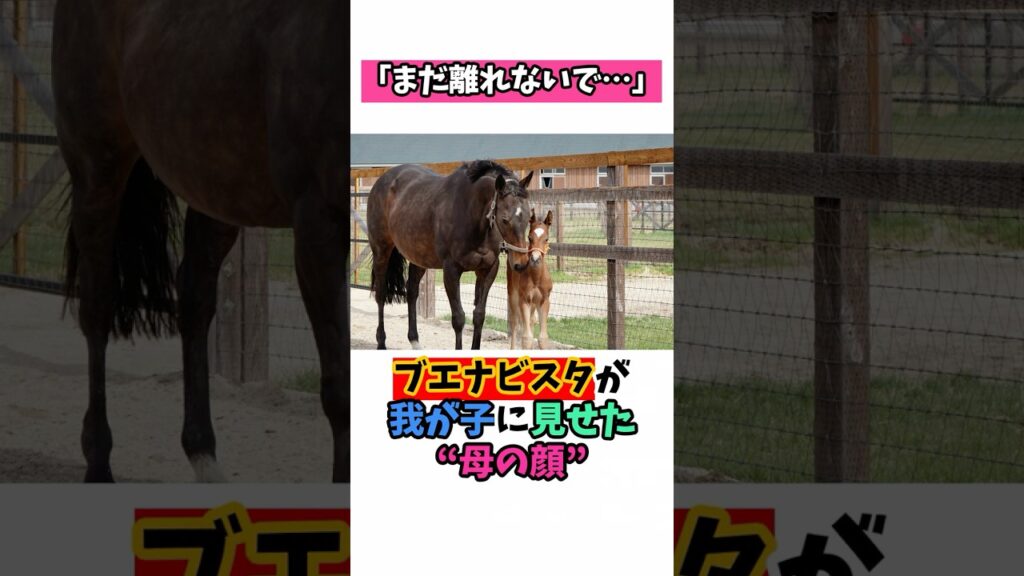 「まだ離れないで…」ブエナビスタが我が子に見せた“母の顔” #競馬 #horse