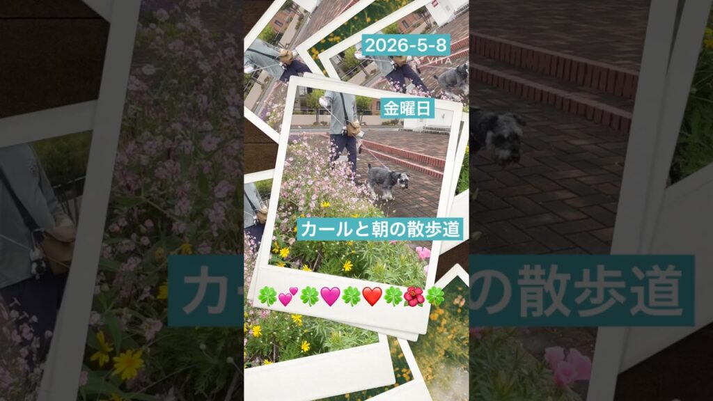 カールと朝の散歩道を#ミニチュワシュナウザー #散歩 #癒し #dog #かわいい犬 #花