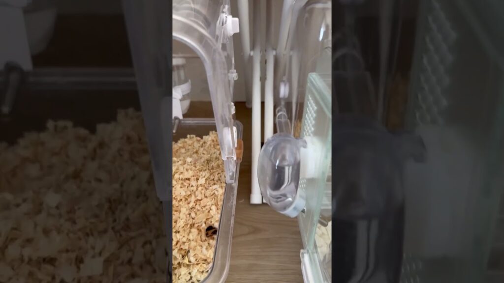 部屋んぽろこちゃん #ハムスター #hamster #癒し #ジャンガリアンハムスター #かわいい #部屋んぽ #ろこ