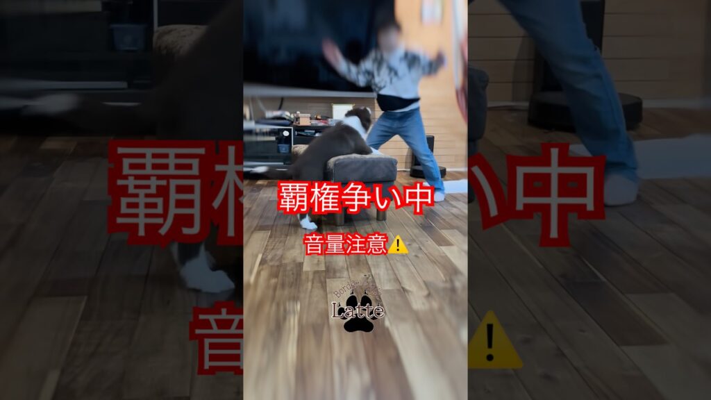 28 らての日常　 #puppy　#癒し #犬のいる生活