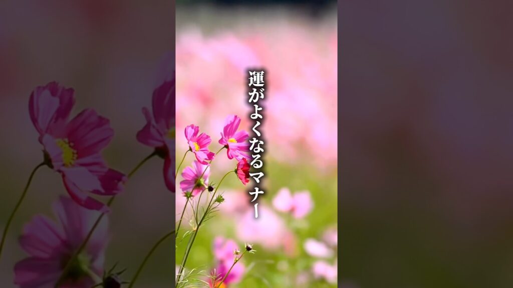 運がよくなるマナー #名言 #言葉 #人生 #開運 #癒し #shorts
