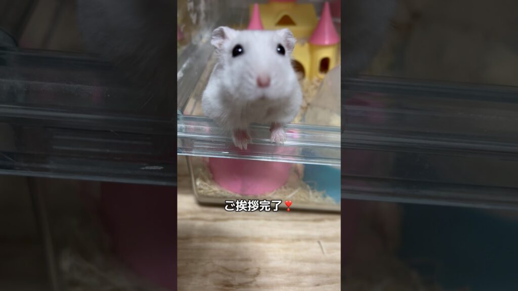 おはよー🐹😻#ハムスター #ハムスターのいる生活 #hamster #癒し #pets #ペット#かわいい #可愛い #ゆきみるチャンネル