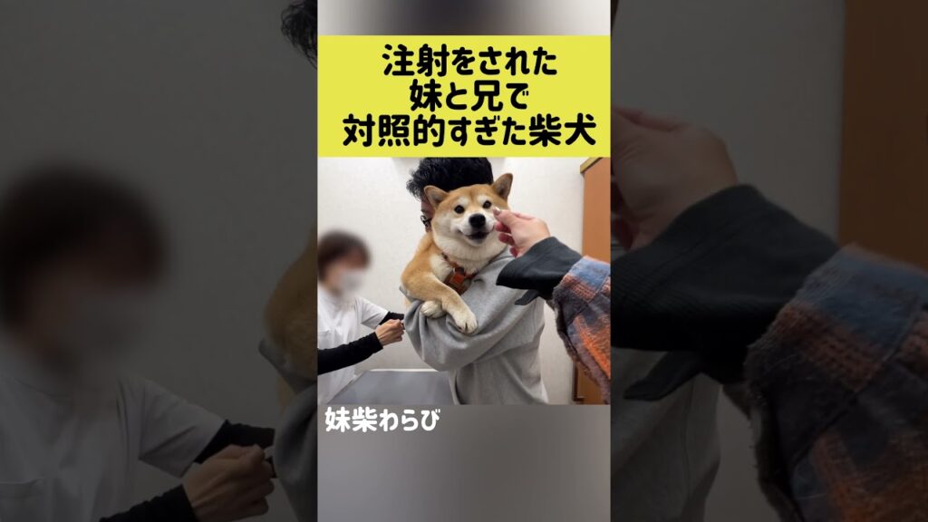 注射をされた妹と兄で対照的すぎた柴犬 #shibainu #柴犬 #shorts