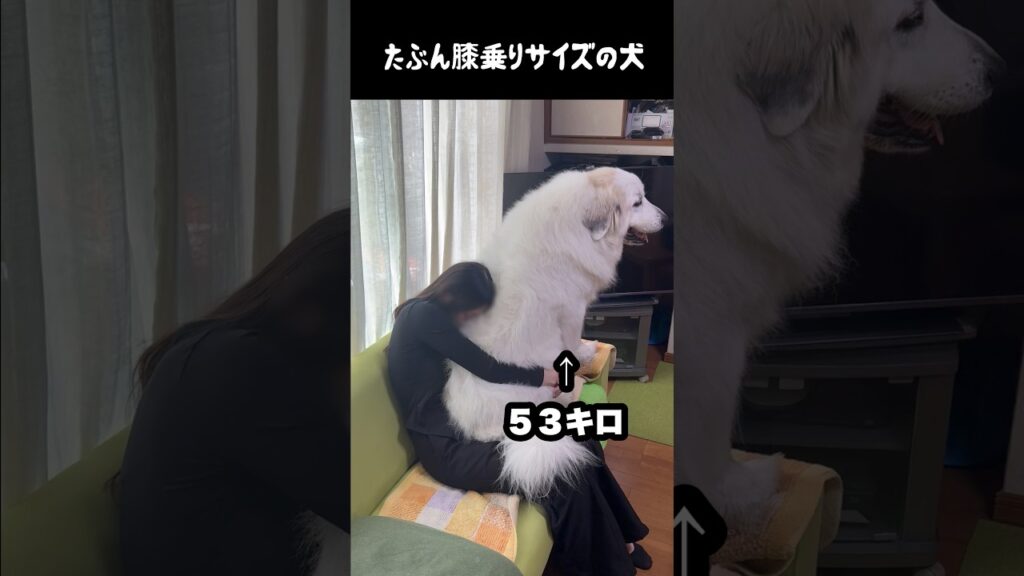 たぶん膝乗りサイズの愛犬　#greatpyrenees #大型犬のいる生活 #大型犬 #大型犬と暮らす #グレートピレニーズ #ゴールデンレトリバー #愛犬 #癒し #犬のいる生活
