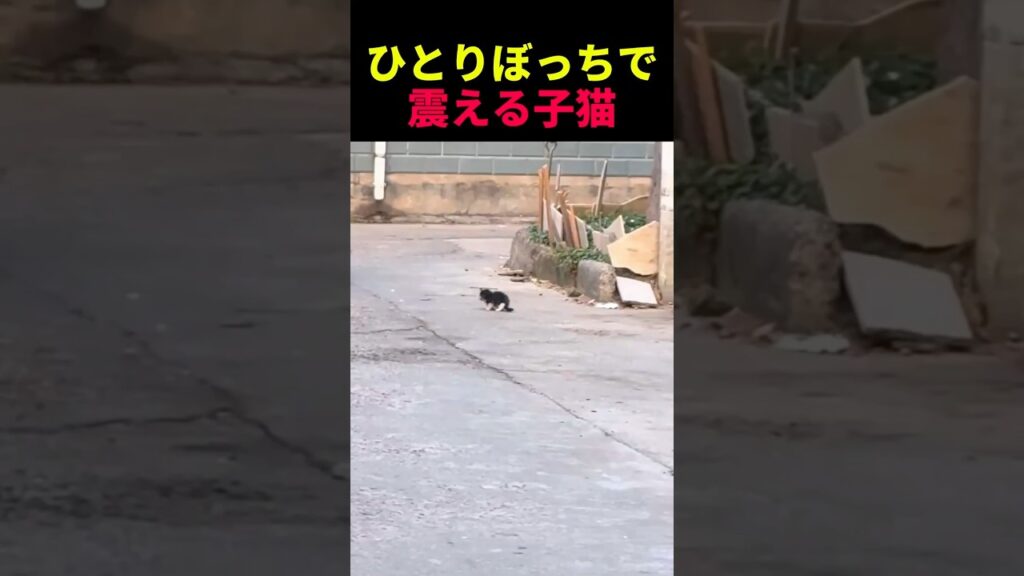 ひとりぼっちで震える子猫 #動物 #ペット #かわいい #癒し #animals #猫 #子猫