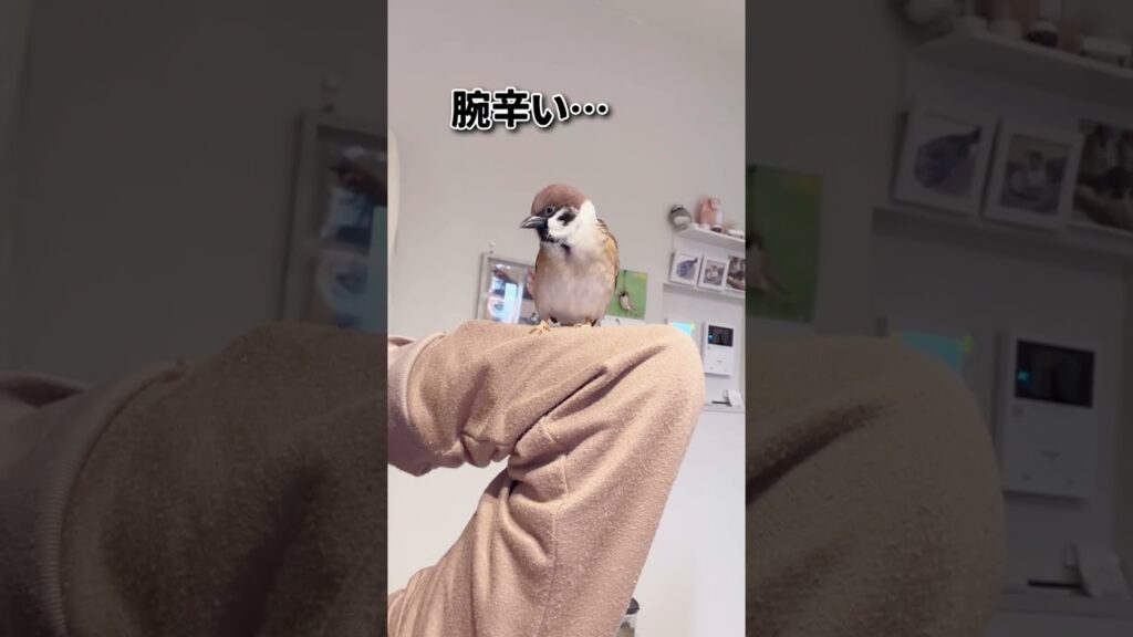 雀、1番しんどい時に遊び始める　#癒し #birds #shorts #スズメ