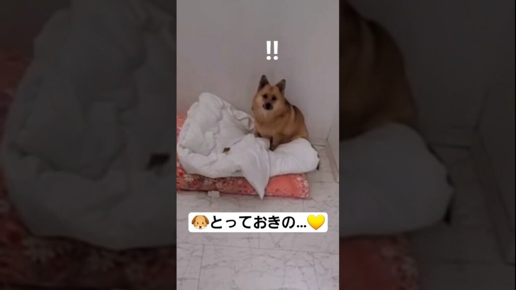 🐶ヤバイ💦とっておきのガムが…💛#shorts #ポメコギ #癒し #pets