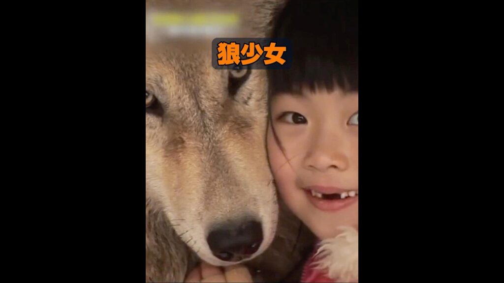 オオカミは飼い慣らせるのか？ #動物 #animals #癒し #動物プロダクション