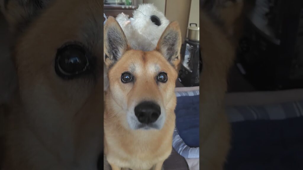 飛びかかるゆうじろう #犬 #癒し #元気になる動画 #元気お届け #雑種犬 #保護犬