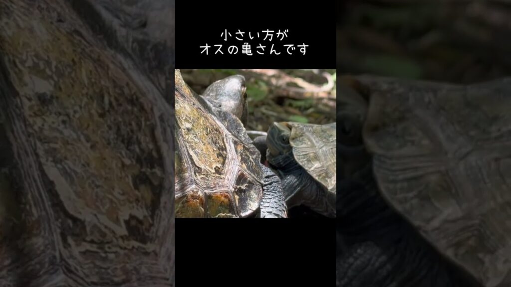 メスが好きすぎるオスの亀さん #ニホンイシガメ #癒し #turtle