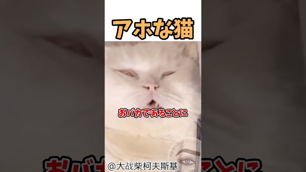 だいぶアホな猫🐱❤️ #shortvideo #アホ #癒し