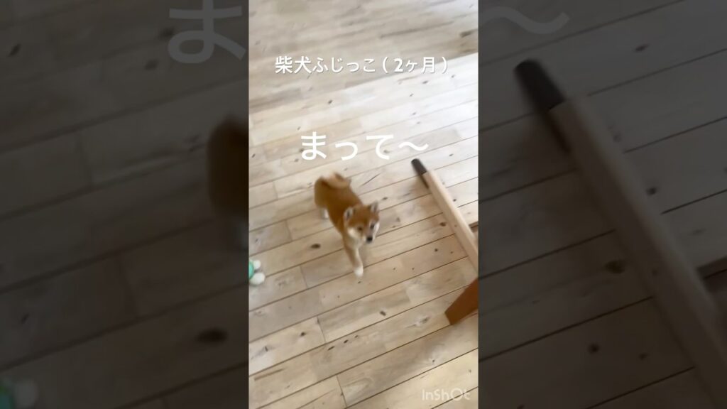 きまぐれ富士っコ　#柴犬 #shibainu #癒し #shorts #puppy #豆柴