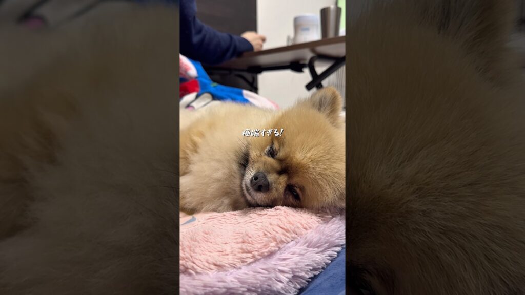 限度を知らないポメラニアン#犬 #癒し #散歩