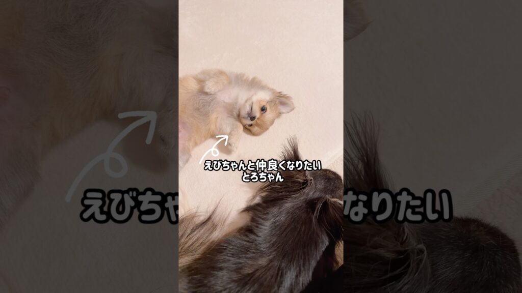ちょいちょい♡  #チワワ #子犬 #多頭飼い #癒し #犬のいる暮らし