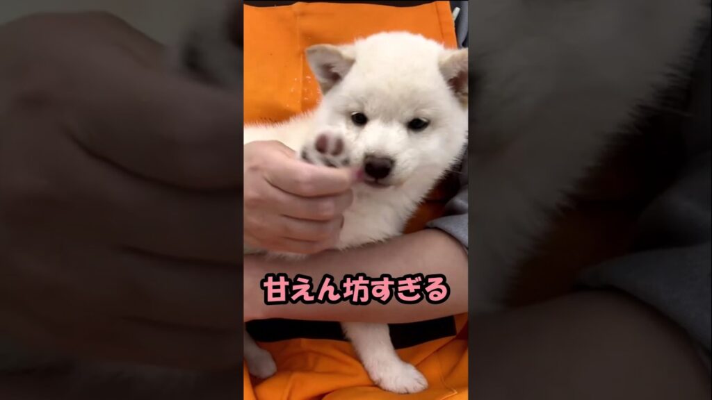 甘えん坊すぎる豆柴の子犬#shorts #白柴 #柴犬 #癒し #shibainu