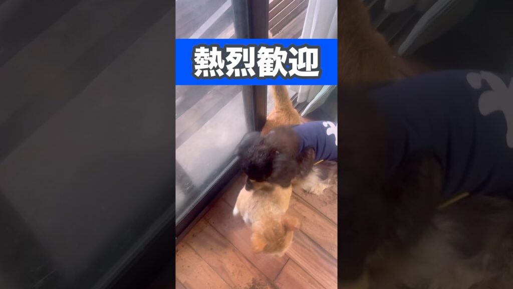 熱烈歓迎！！ #癒し #元気になる動画 #可愛い #元気お届け #かわいい #犬 #犬のいる生活 #ミニチュアダックスフンド