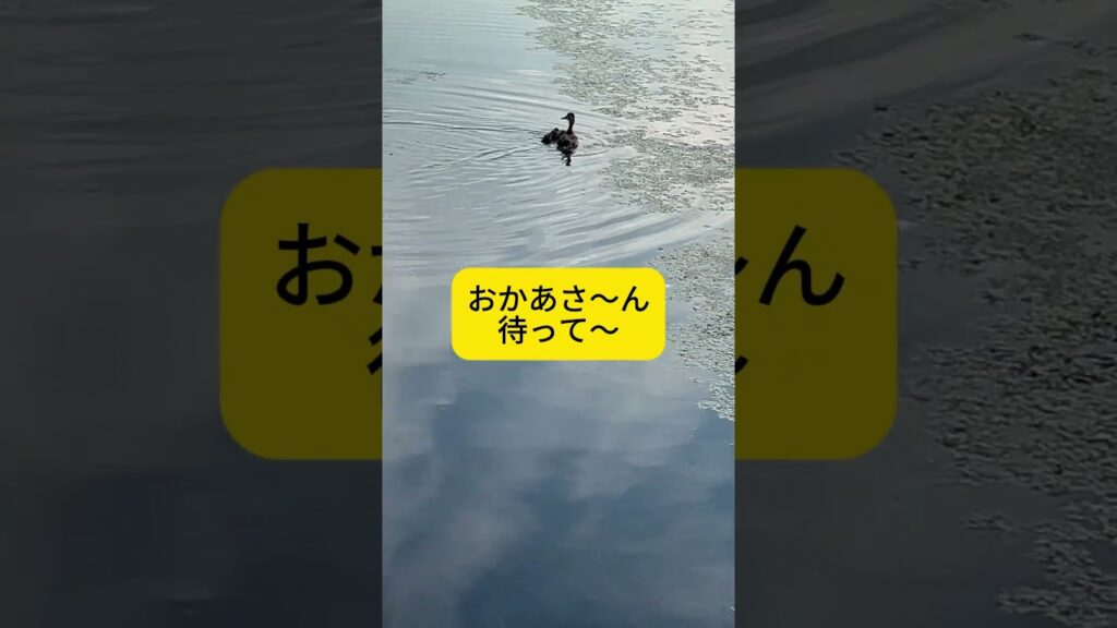 【ポメラニアン】 こめとかめ＆かも Part2　#ポメラニアン  #癒し  #亀  #かも  #shorts