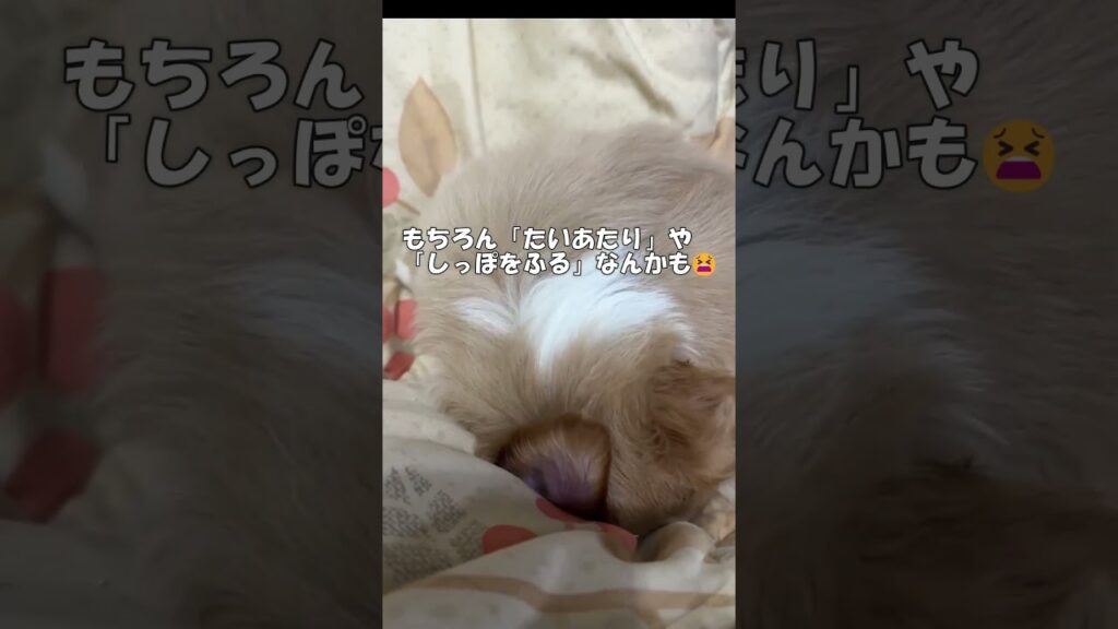 イーブイ捕まえた Gotcha, Pokémon! #犬 #癒し #犬のいる生活 #puppy