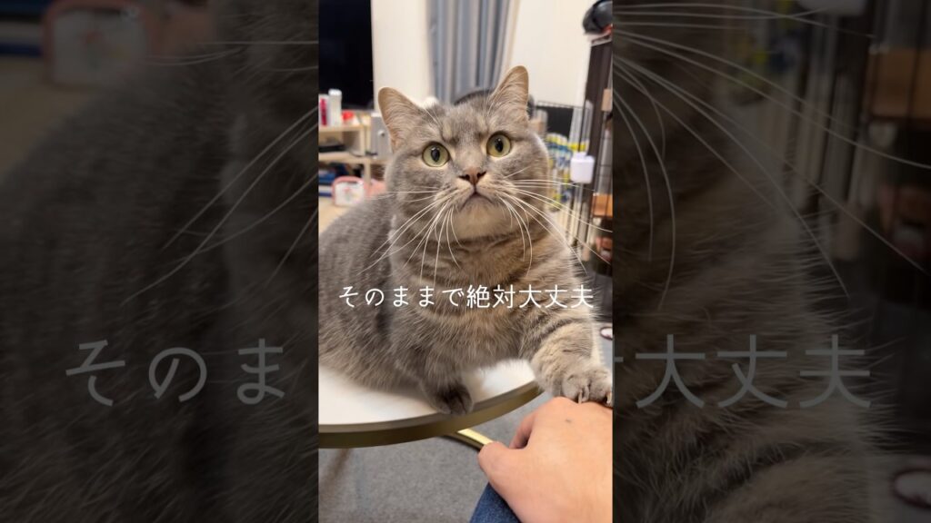 ホンマは限界きてんやろ？#shorts #癒し #頑張ってる人に届け