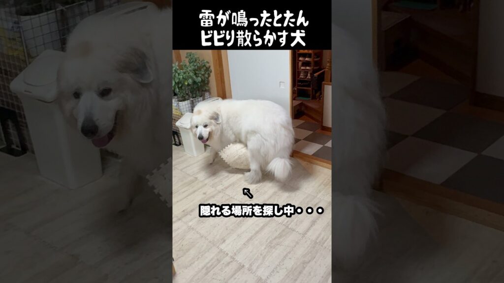 雷が怖すぎて穴掘ろうとする愛犬　#greatpyrenees #犬のいる生活 #大型犬のいる生活 #大型犬と暮らす #大型犬 #グレートピレニーズ #癒し #愛犬 #ゴールデンレトリバー