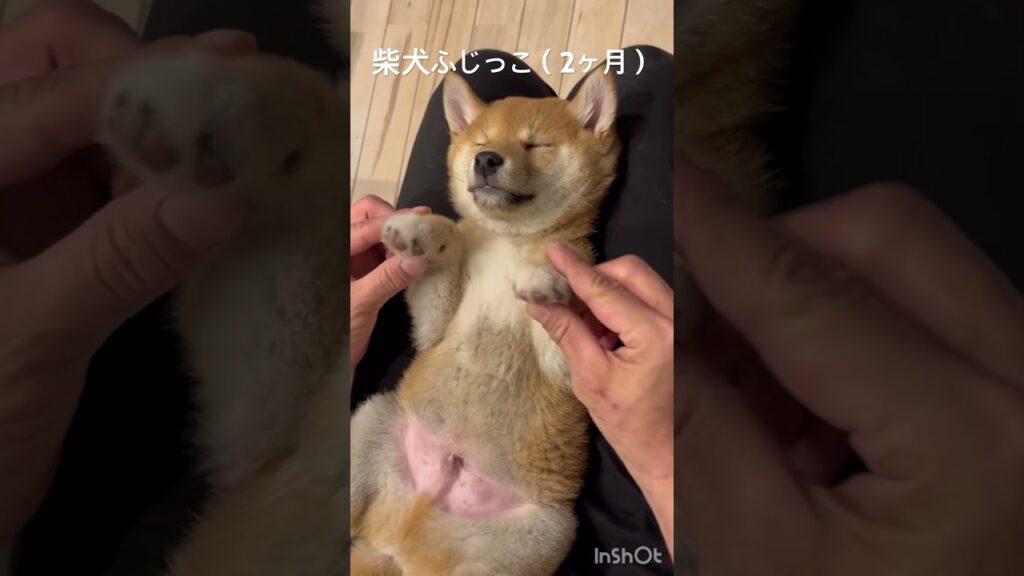 無防備な富士っコ　#柴犬 #shibainu #癒し #puppy #豆柴