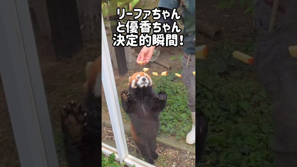 リーファちゃんと優香ちゃんの決定的瞬間！ #shorts #レッサーパンダ #redpanda #癒し #cute