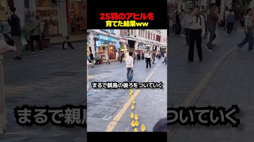 まるで親子みたいなアヒルの行進🐥
