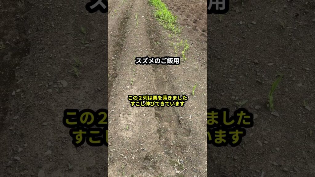 小鳥の餌を自給してみる　 #スズメ #癒し #面白い