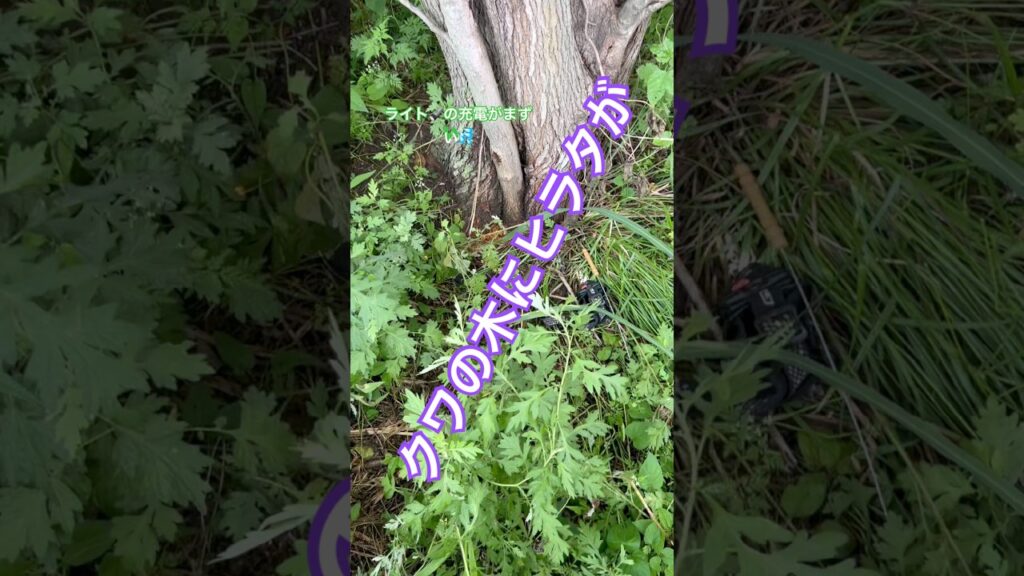 #shorts # #クワガタ #昆虫 #ヒラタクワガタ #河川敷#insects #自然 #2026 #癒し #クワの木