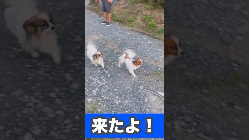 遊ぼう！！ #癒し #元気になる動画 #可愛い #元気お届け #かわいい #犬 #犬のいる生活 #ミニチュアダックスフンド #パピヨン