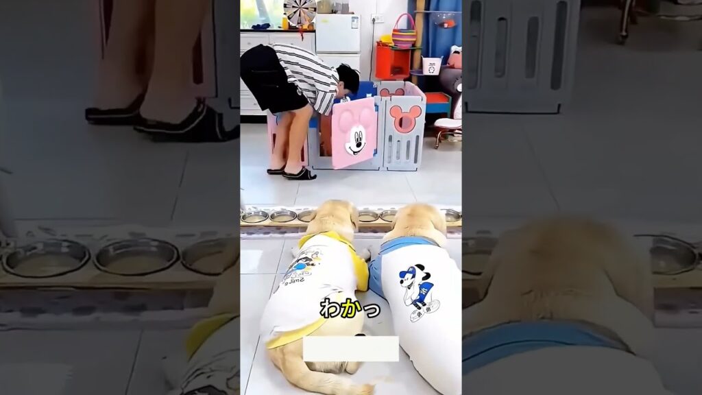 🐶 子犬を出すまで食べません！ご主人様と親犬たちの可愛いエサやり交渉 #ショート
