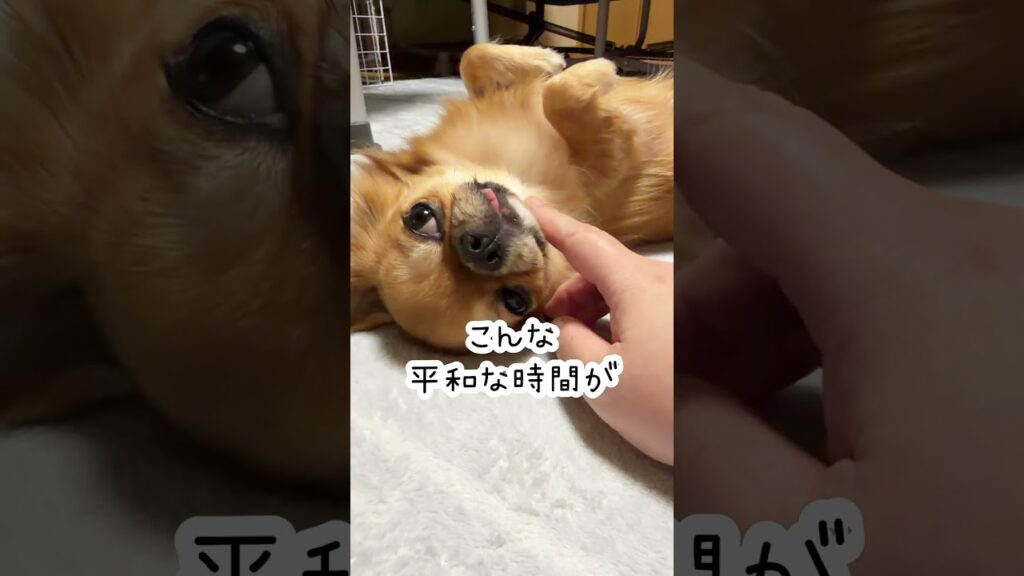 愛犬を愛でて平和を願う　#cute #チワワ #癒し #かわいい #平和
