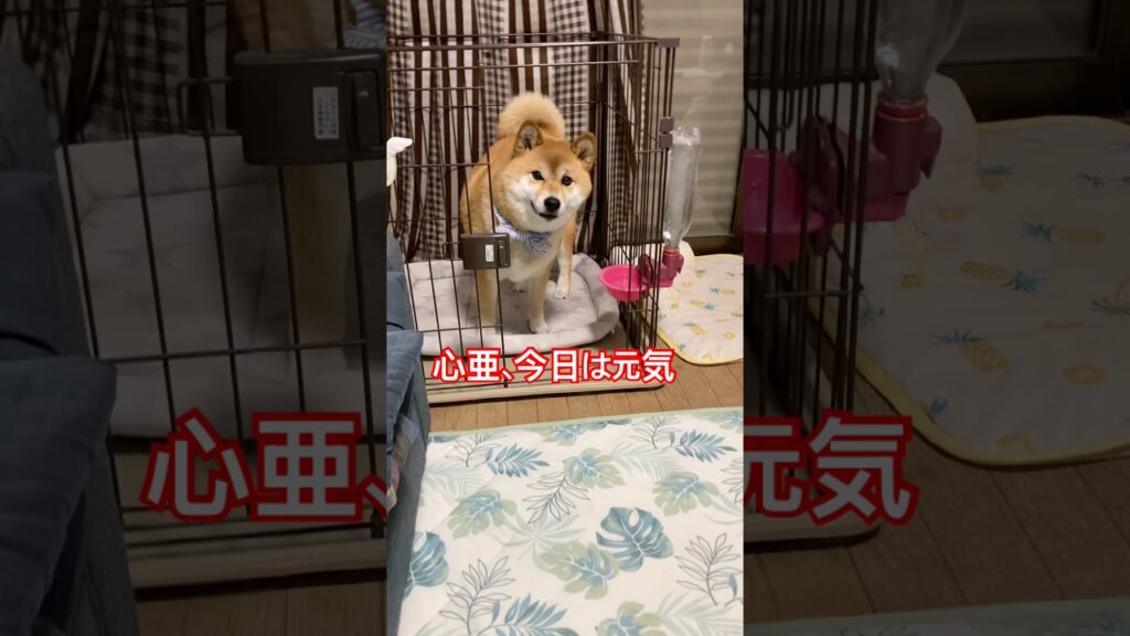 お父ちゃんの大事な大事なこっちゃん😆　#柴犬 #柴犬のいる暮らし #dogsofinstagram #dogshorts #shibainu #癒し #心亜