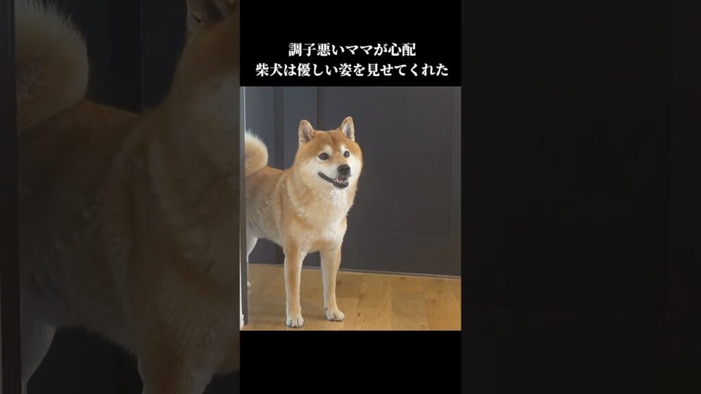 柴犬はママが心配でずっと寄り添い… #癒し #shibainu #犬のいる暮らし