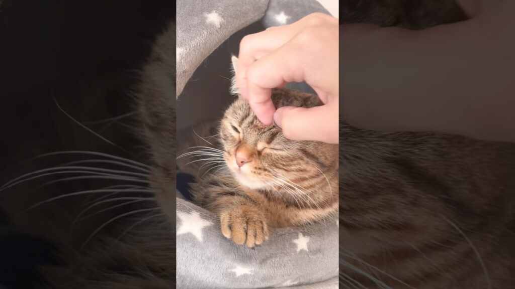 【頼む撫でさせてくれ】リラックスしてるとこ悪いけど。