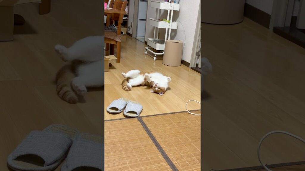 ゴロニャン玉次郎😊#ねこ #猫 #癒し #玉ちゃん #shorts