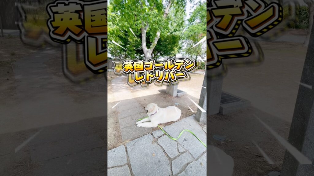 みんなに伝えたい犬　#犬 #大型犬 #愛犬 #ゴールデンレトリバー #癒し#いぬ