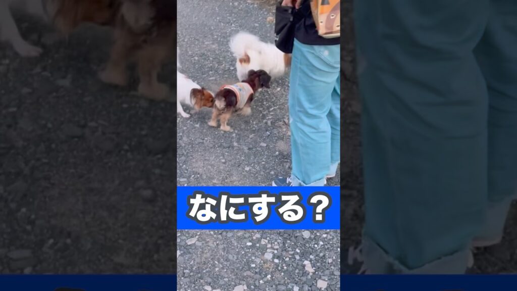 遊ぶぞ！！ #癒し #元気になる動画 #可愛い #元気お届け #犬 #ミニチュアダックスフンド